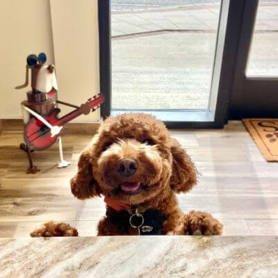 happy dog looking over the counter