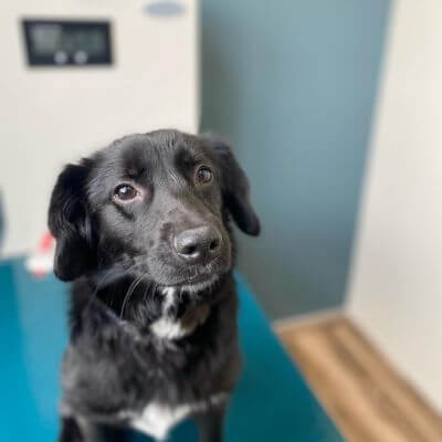 black dog at the vet clinic