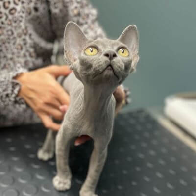 gray cat at the cat clinic