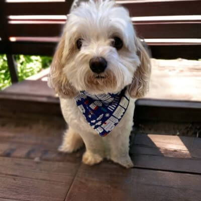 white dog sitting on wood bench