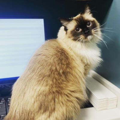 cat sitting on computer keyboard