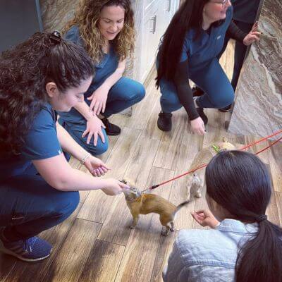 vet staff playing with small puppy dog