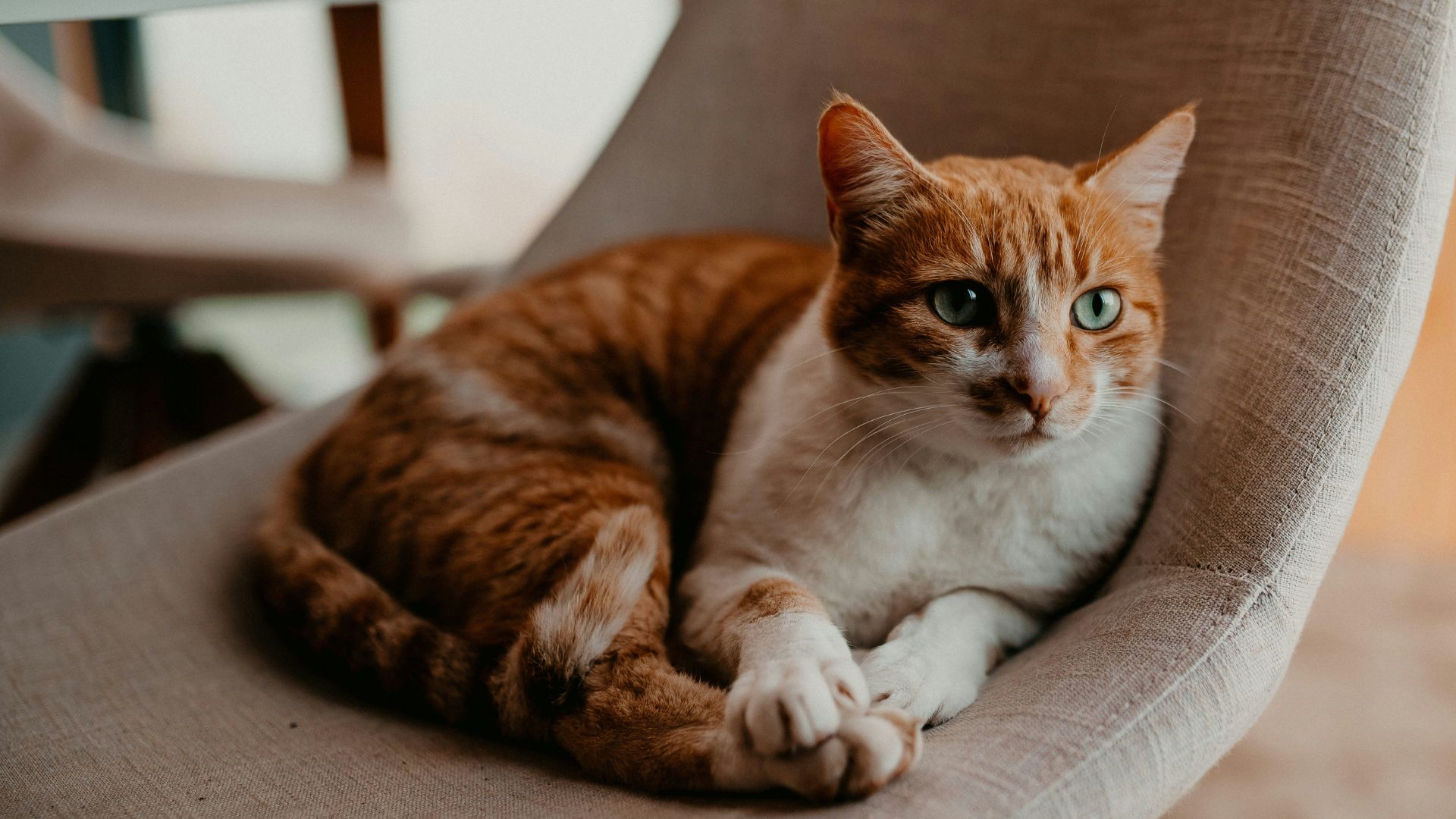 Vet Near Me Edgewater, NJ Vets On The Hudson