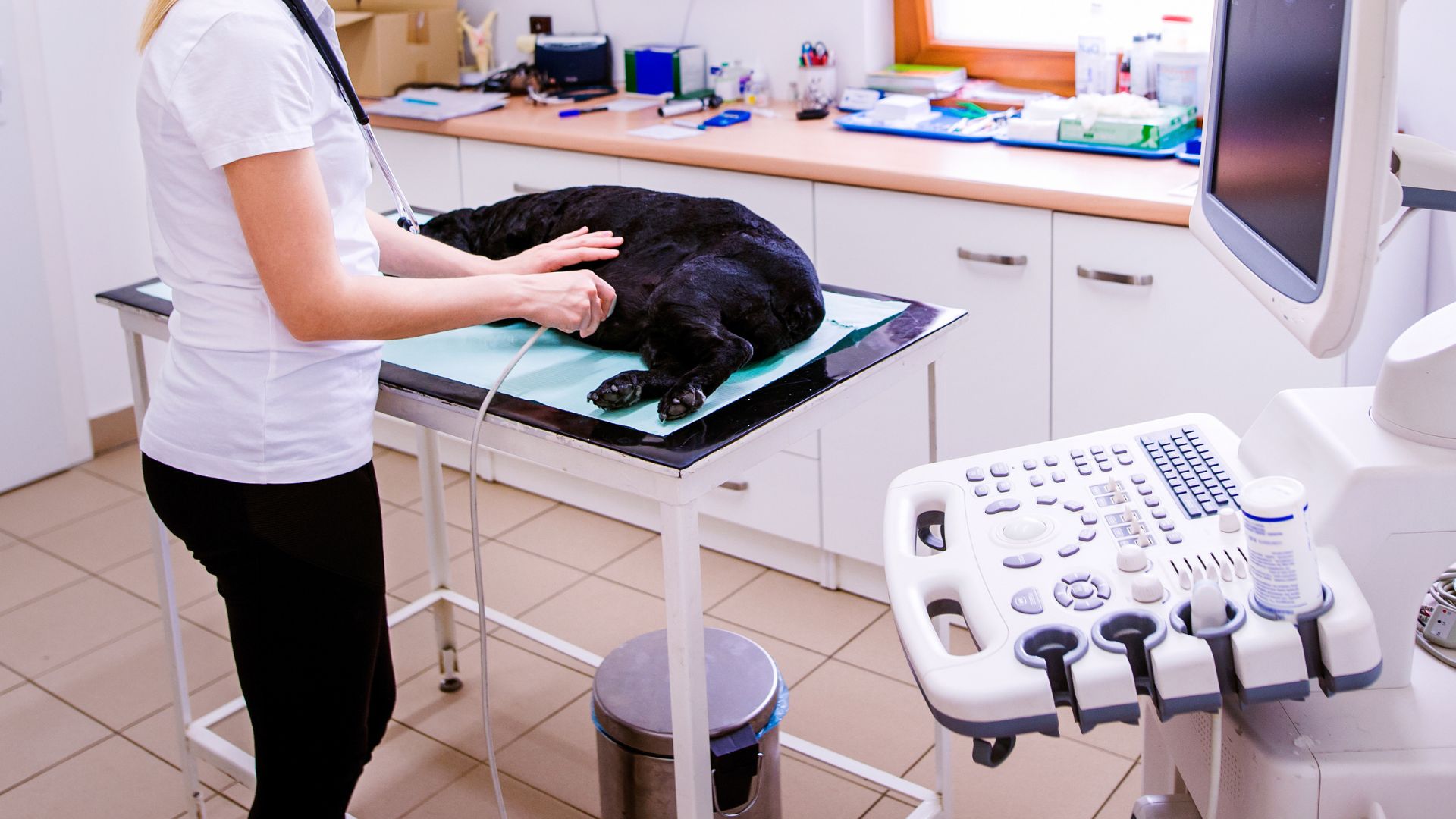 Dog Having Ultrasound Scan at Clinic