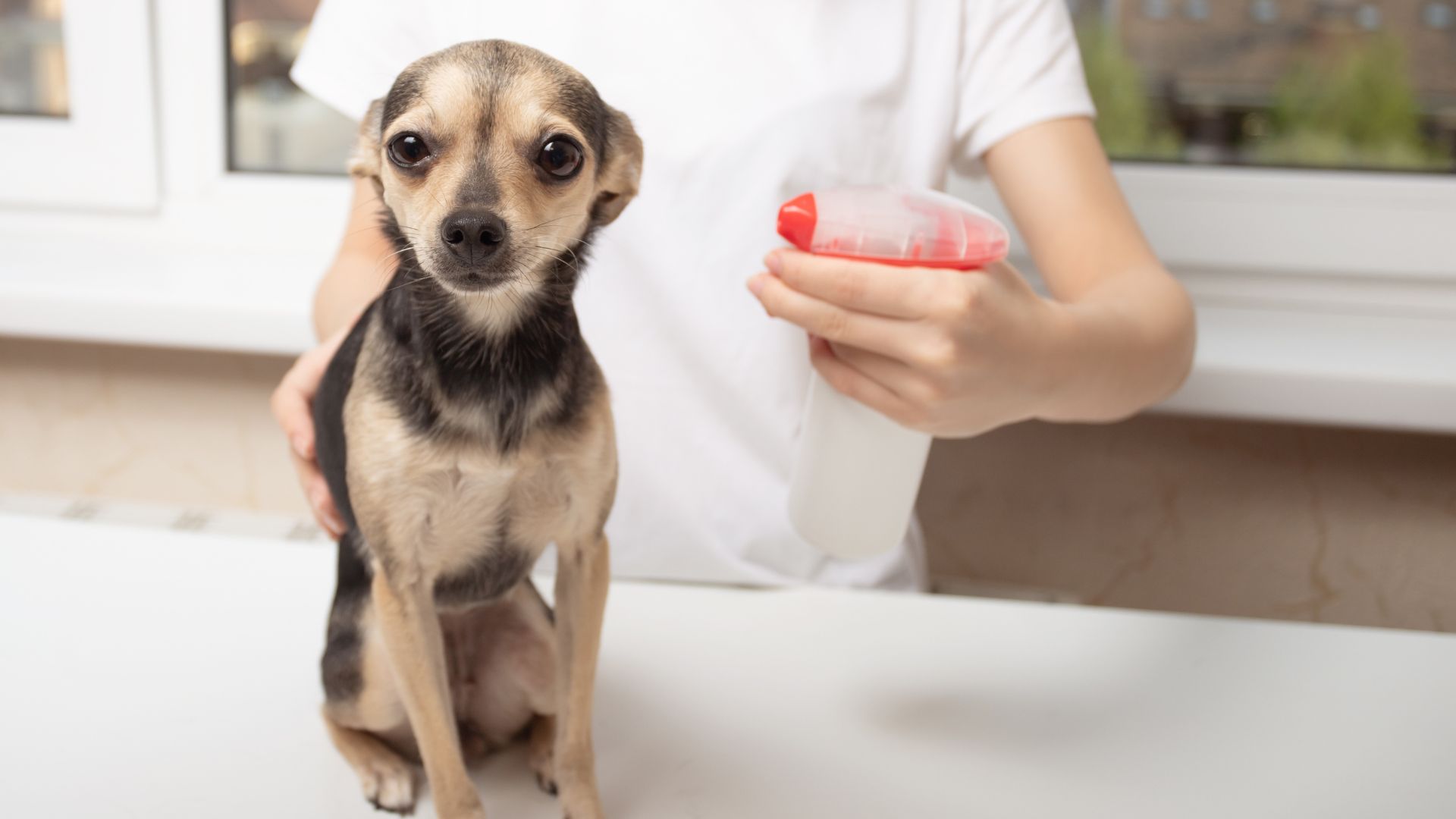 Pet Parasite Prevention In Edgewater, NJ | Vets On The Hudson