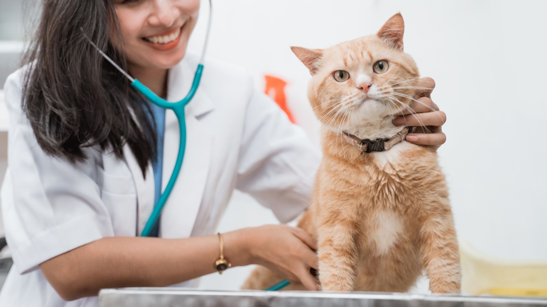 Pet Urgent Care In Edgewater, NJ 07020 Vets On The Hudson