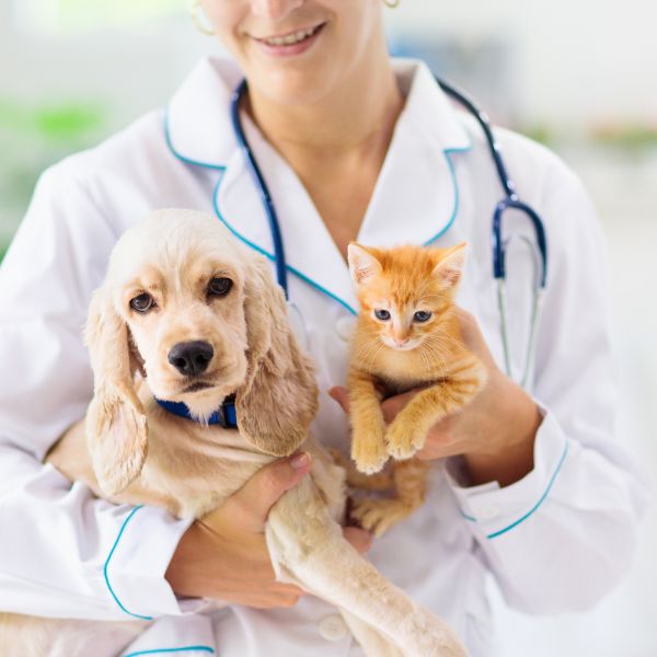 Vet examining Cat at Clinic